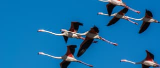 Flamingos in the Camargue