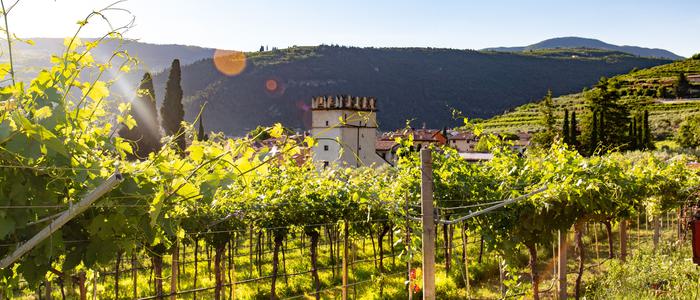 Italian Wine unsplash